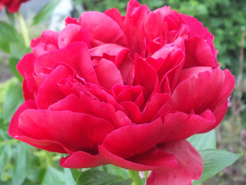 peony14 (1)